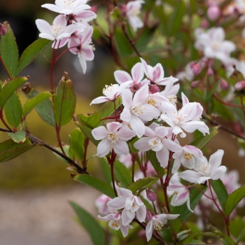 Deutzia - hybride - Tokyo Delight - Lisstodel