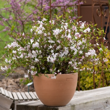 Deutzia - hybride - Tokyo Delight - Lisstodel