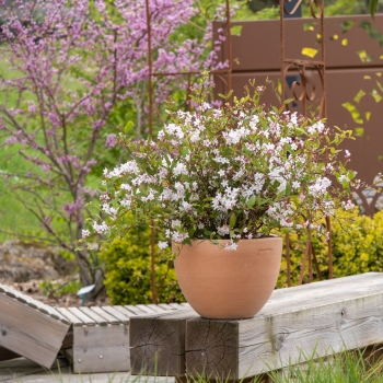 Deutzia - hybride - Tokyo Delight - Lisstodel