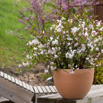 Deutzia - hybride - Tokyo Delight - Lisstodel