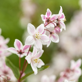Deutzia - hybride - Tokyo Delight - Lisstodel