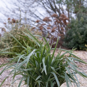 Dianella - revoluta - Silver Fox - COV