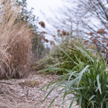 Dianella - revoluta - Silver Fox - COV