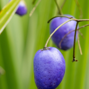 Dianella - revoluta - Silver Fox - COV