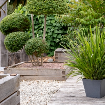 Dianella - revoluta - Silver Fox - COV