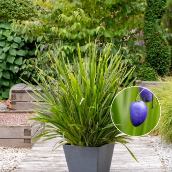 Dianella - revoluta - Silver Fox - COV