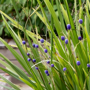 Dianella - revoluta - Silver Fox - COV