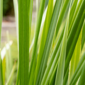 Dianella - revoluta - Silver Fox - COV