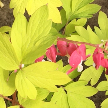 Dicentra - spectabilis - Jolly Hearts® Crush - 17001BDP1