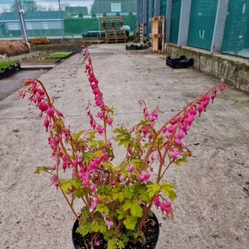 Dicentra - spectabilis - Jolly Hearts® Amore - 17001BLP1