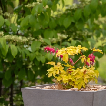 Dicentra - spectabilis - Jolly Hearts® Crush - 17001BDP1