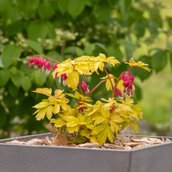 Dicentra - spectabilis - Jolly Hearts® Crush - 17001BDP1