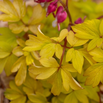 Dicentra - spectabilis - Jolly Hearts® Crush - 17001BDP1