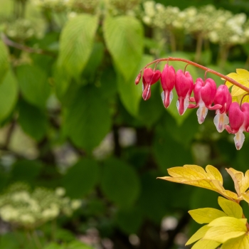 Dicentra - spectabilis - Jolly Hearts® Crush - 17001BDP1
