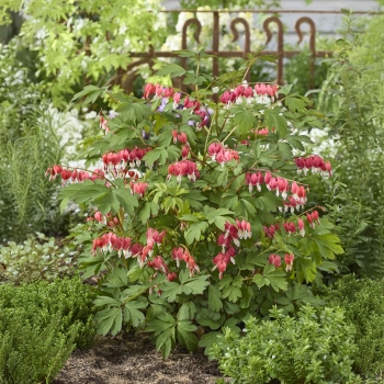 Dicentra   - spectabilis - Jolly Hearts® Love - 17001GR1