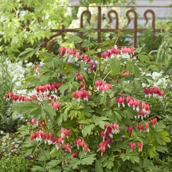 Dicentra   - spectabilis - Jolly Hearts® Love - 17001GR1