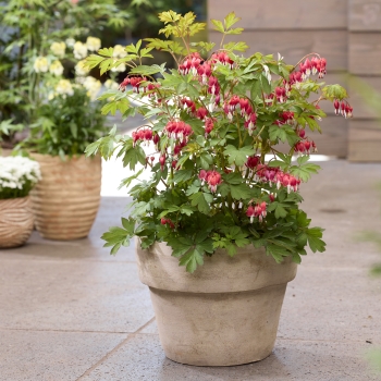 Dicentra   - spectabilis - Jolly Hearts® Love - 17001GR1