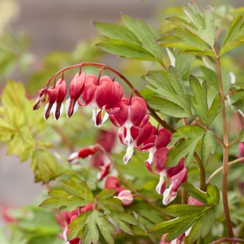 Dicentra   - spectabilis - Jolly Hearts® Love - 17001GR1