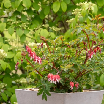 Dicentra   - spectabilis - Jolly Hearts® Love - 17001GR1