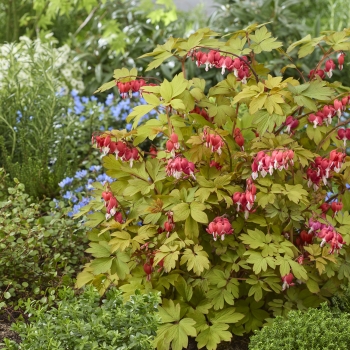 Dicentra   - spectabilis - Jolly Hearts® Spark - 17001BR1