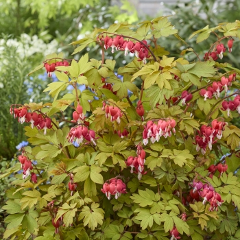 Dicentra   - spectabilis - Jolly Hearts® Spark - 17001BR1