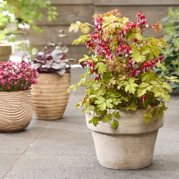 Dicentra   - spectabilis - Jolly Hearts® Spark - 17001BR1