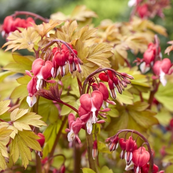 Dicentra   - spectabilis - Jolly Hearts® Spark - 17001BR1