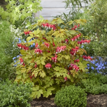 Dicentra   - spectabilis - Jolly Hearts® Spark - 17001BR1