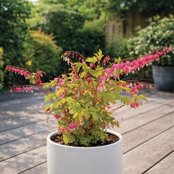 Dicentra - spectabilis - Jolly Hearts® Amore - 17001BLP1