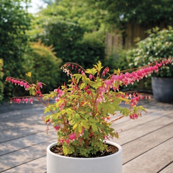 Dicentra - spectabilis - Jolly Hearts® Amore - 17001BLP1