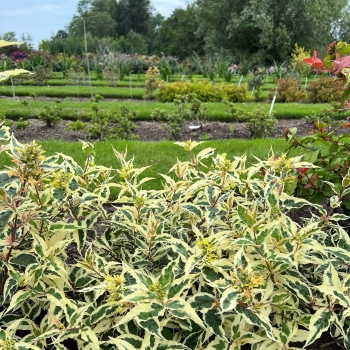 Diervilla - sessilifolia   - Sunshine - Mathilda004 