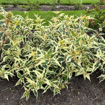 Diervilla - sessilifolia   - Sunshine - Mathilda004 