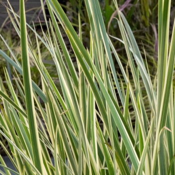 Dietes - iridioides - Milky Way - DBV001