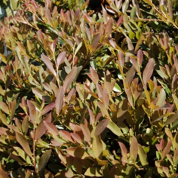 Distylium - hybride - Blue Cascade - PIIDISTII