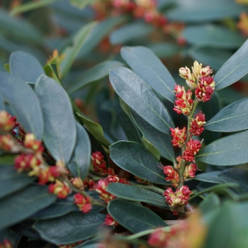 Distylium - hybride - Blue Cascade - PIIDISTII