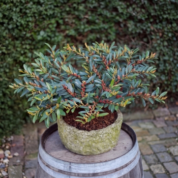 Distylium - hybride - Blue Cascade - PIIDISTII