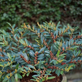 Distylium - hybride - Blue Cascade - PIIDISTII