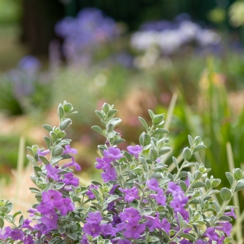 Leucophyllum - ×frutescens - Laredo  - COV