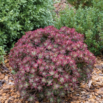 Echeveria - pulvinata - Devotion - BCEC12001