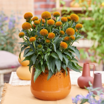 Echinacea - hybride - Drumstick Gold - Noecsix