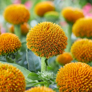 Echinacea - hybride - Drumstick Gold - Noecsix