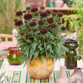 Echinacea - hybride - Drumstick Purple - Noecfive