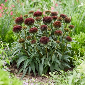 Echinacea - hybride - Drumstick Purple - Noecfive