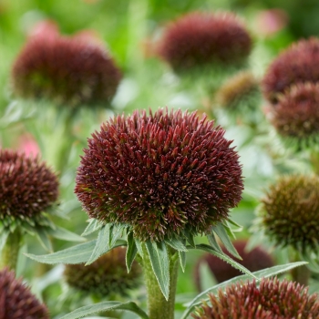 Echinacea - hybride - Drumstick Purple - Noecfive
