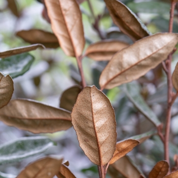 Elaeagnus - ebbingei - Taneo - Ladet