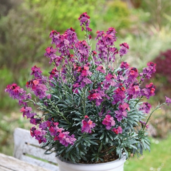 Erysimum - hybride - Purple   - Cdcery3