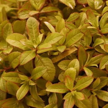 Escallonia - hybride - Glowing Embers - Lowat21