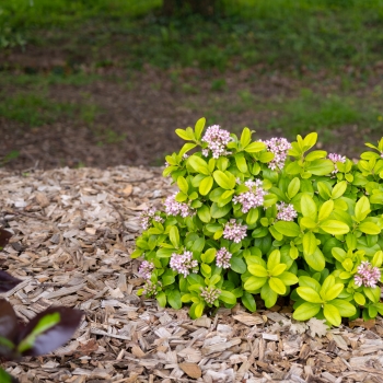 Escallonia - laevis - Pink Lemon - COV