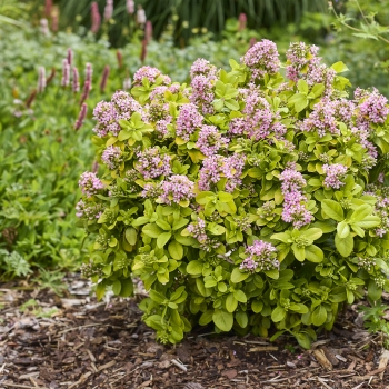 Escallonia - laevis - Pink Lemon - COV