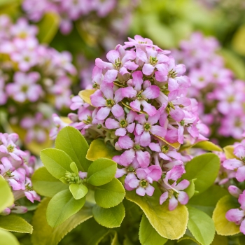 Escallonia - laevis - Pink Lemon - COV